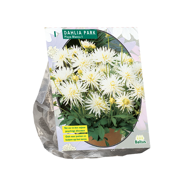 Dahlia Park Playa Blanca per 1