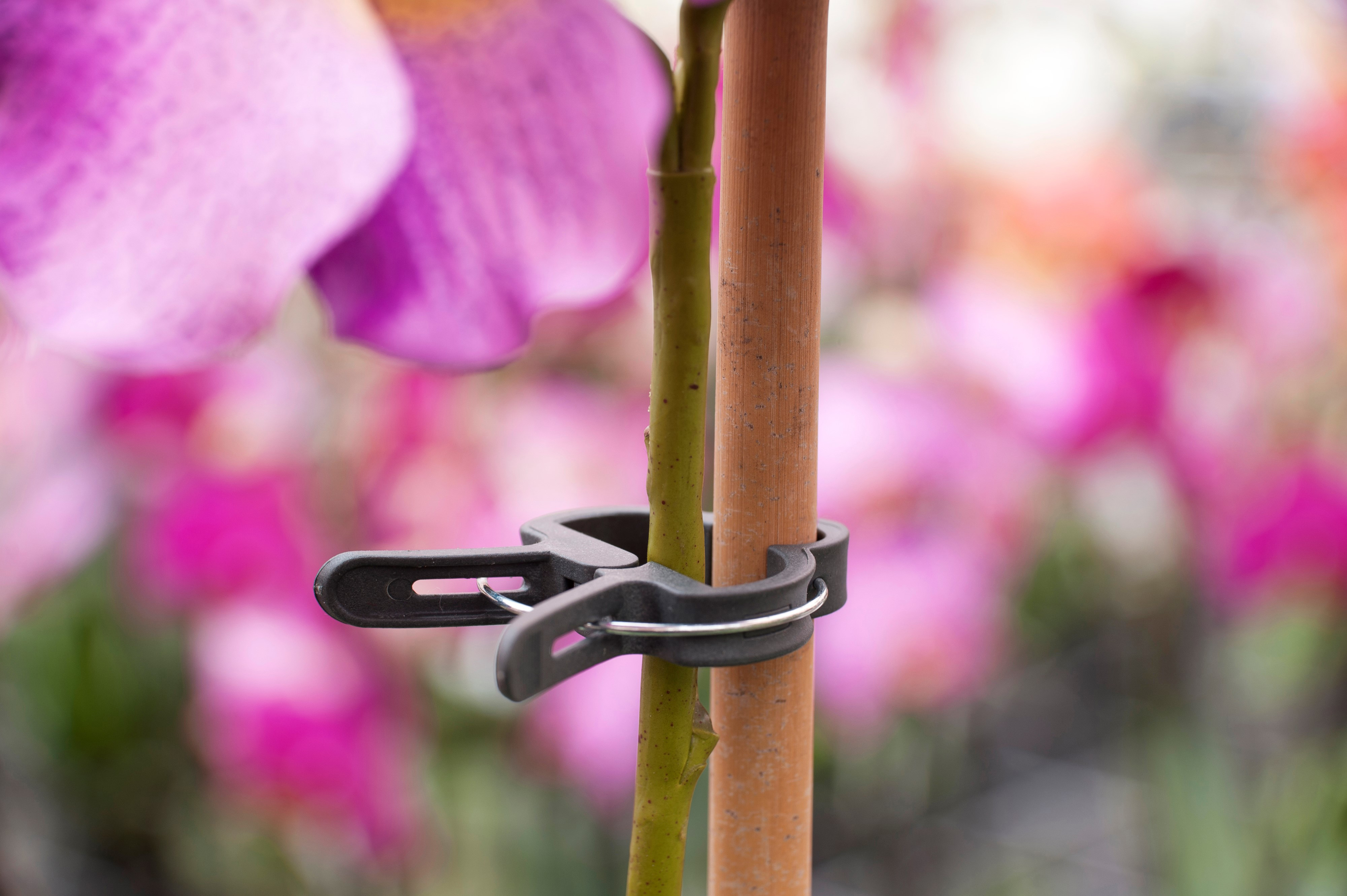 Plantenclip D18mm 5st
