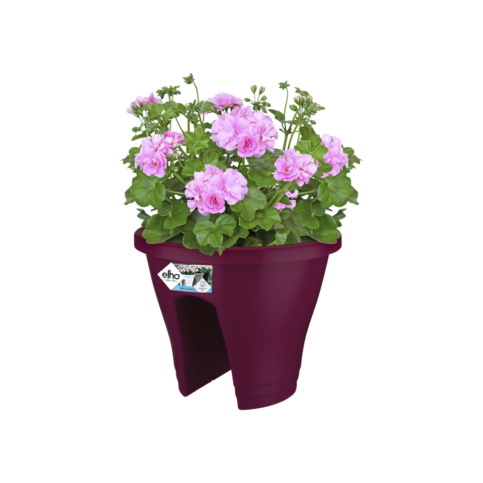 Corsica flower bridge 30cm kers