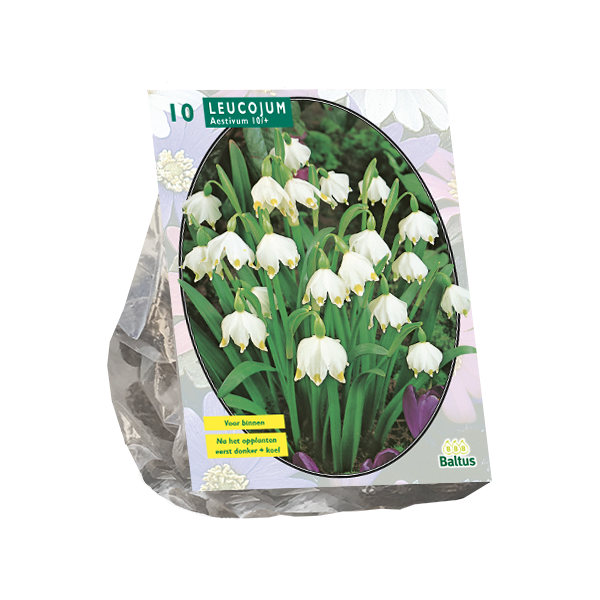 Leucojum per 10