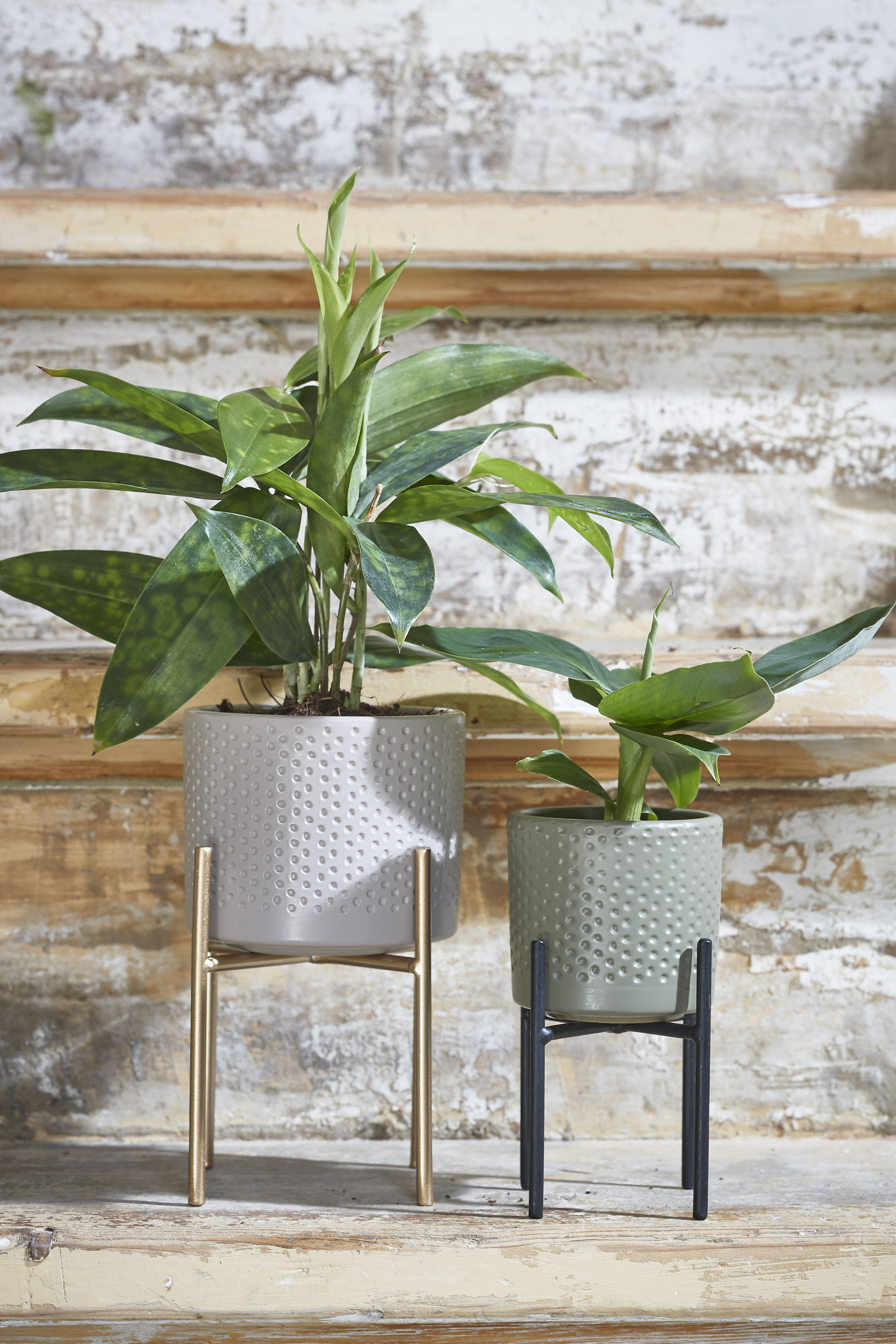 Ascot Plant standaard gold H9.5 D8.5
