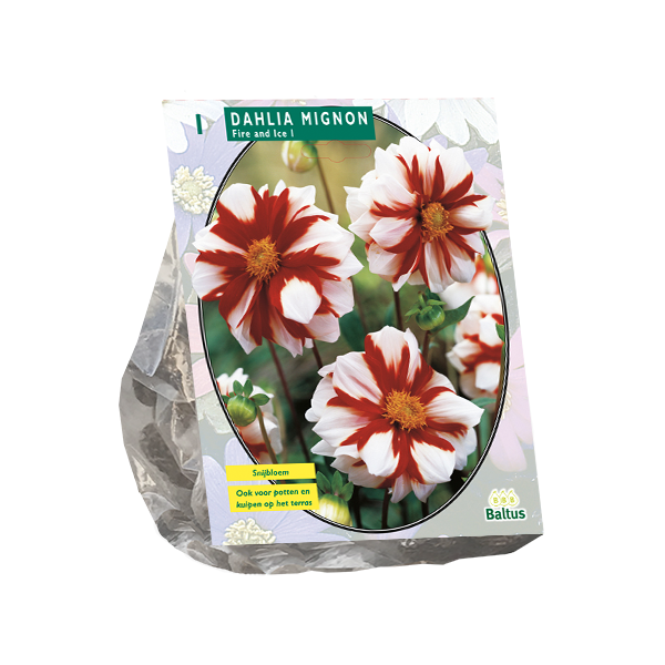 Dahlia Mignon Fire & Ice per 1