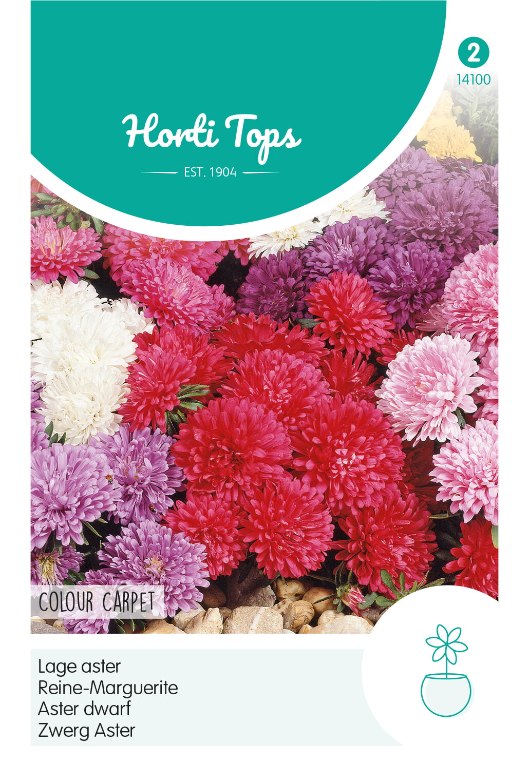 HT Callistephus, Dwerg-Aster Colour Carpet gemengd