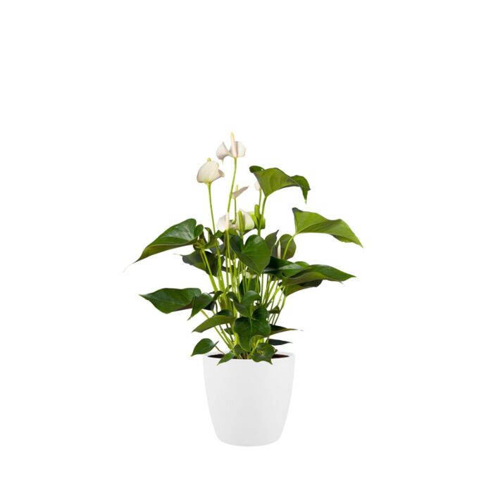 pot brussels d25cm wit