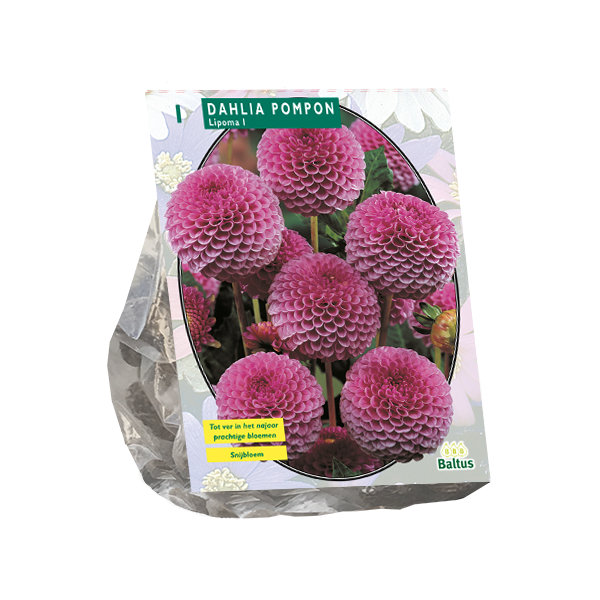 Dahlia Pompon Lipoma per 1