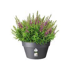 loft urban schaal 35cm antraciet