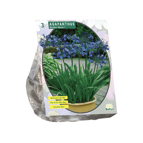Agapanthus, Donkerblauw per 3