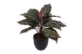 Kunstplant Calathea sunshine in pot red/green 43cm