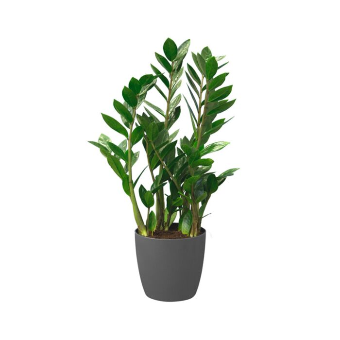pot brussels d25cm antraciet