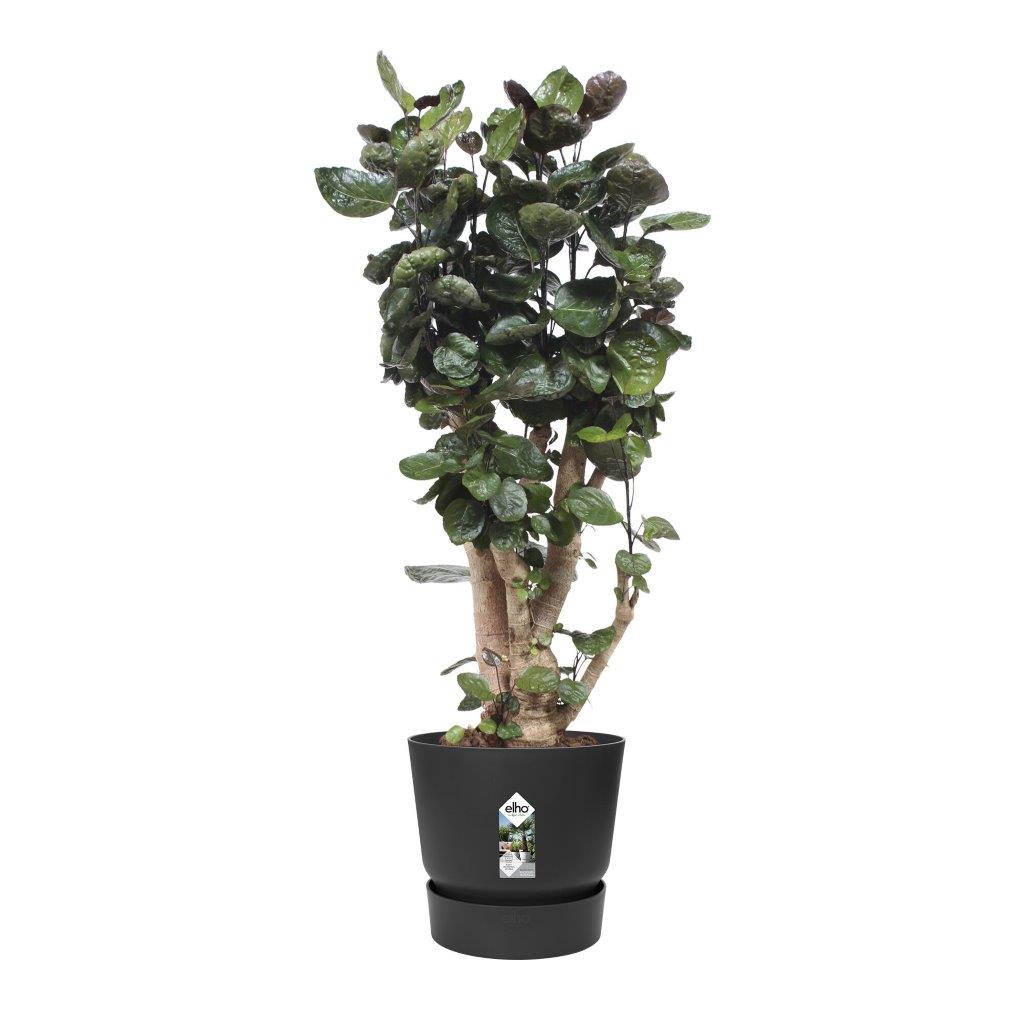 greenville round 40cm living black