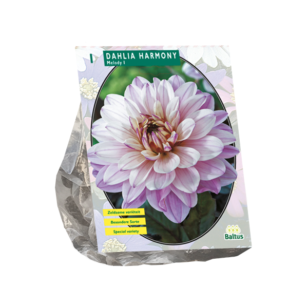 Dahlia Harmony per 1