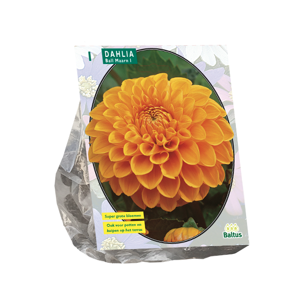 Dahlia Ball Maarn per 1