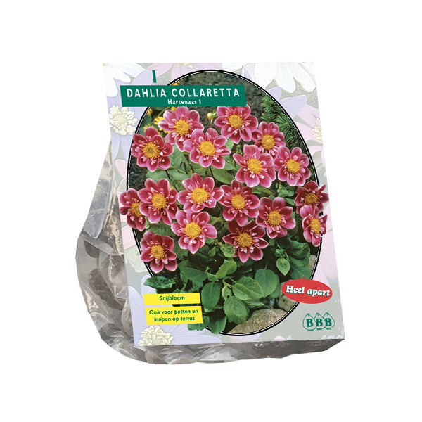 Dahlia Collarette Hartenaas per 1