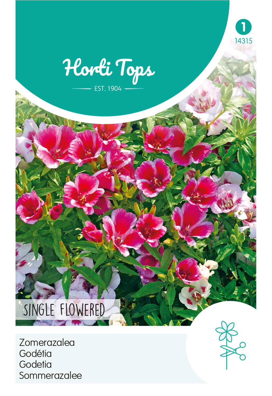 HT Godetia, Zomerazalea enkelbloemig gemengd
