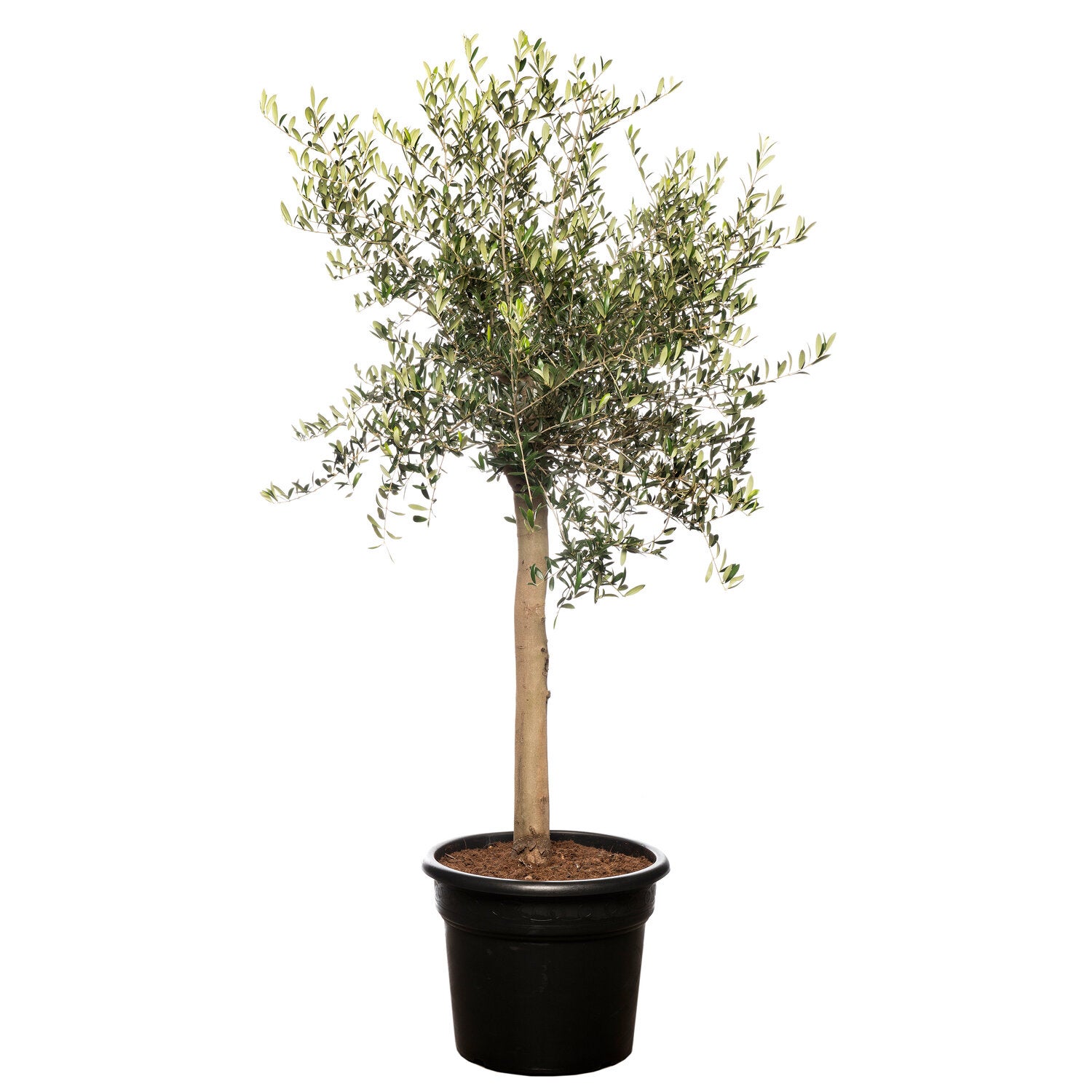 Olea europea