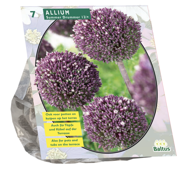 Allium Summer Drummer per 7