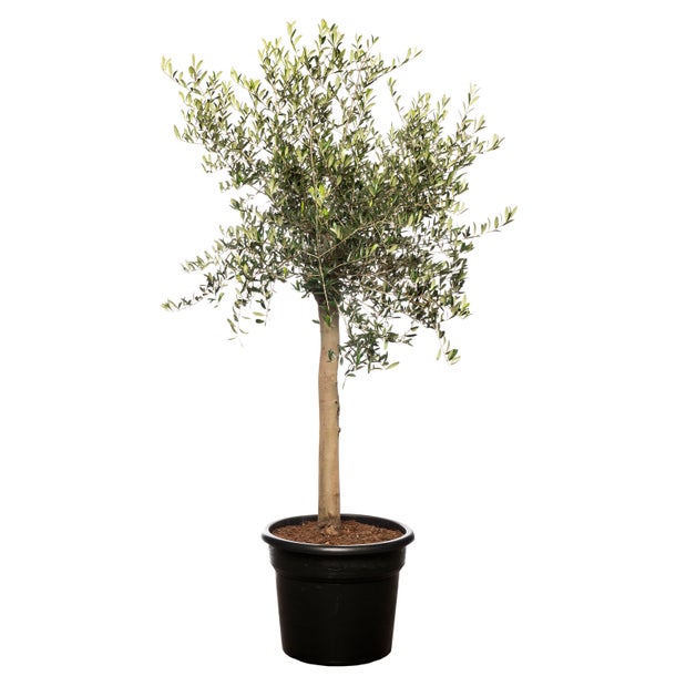 Olea europea