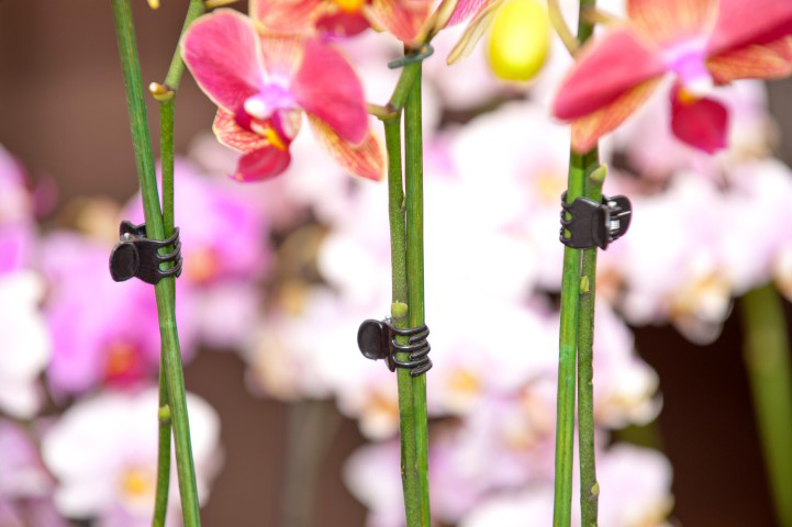 Orchidee clips 10st