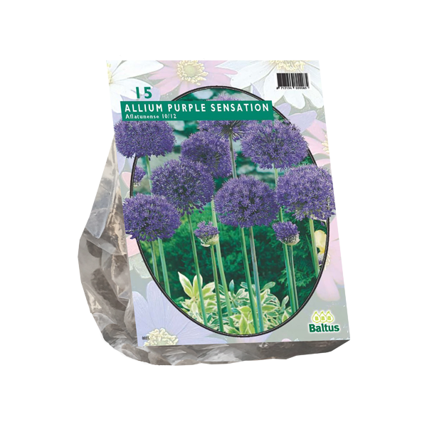 Allium Aflatunense Purple Sensation per 15