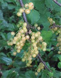 Ribes rub. 'White Pearl'