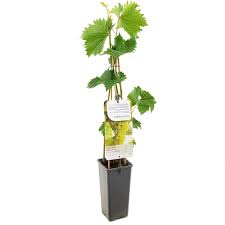 Vitis vin. 'Bianca'