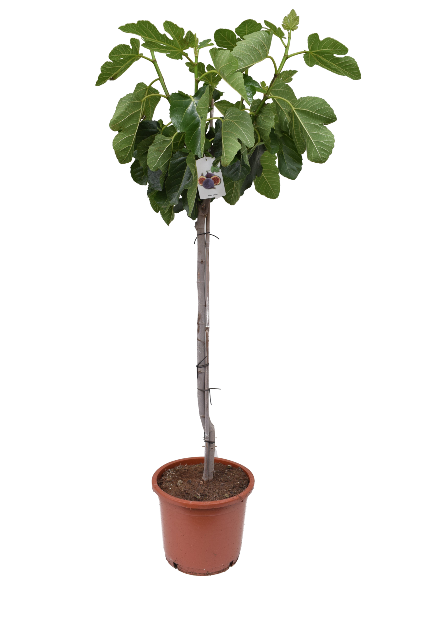 Ficus carica