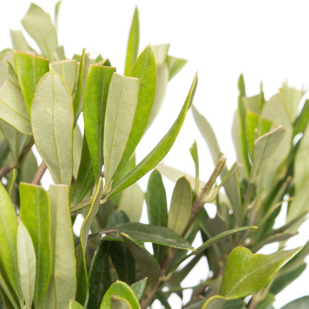 Olea Europaea