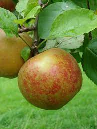 Malus d. 'Rode Boskoop'