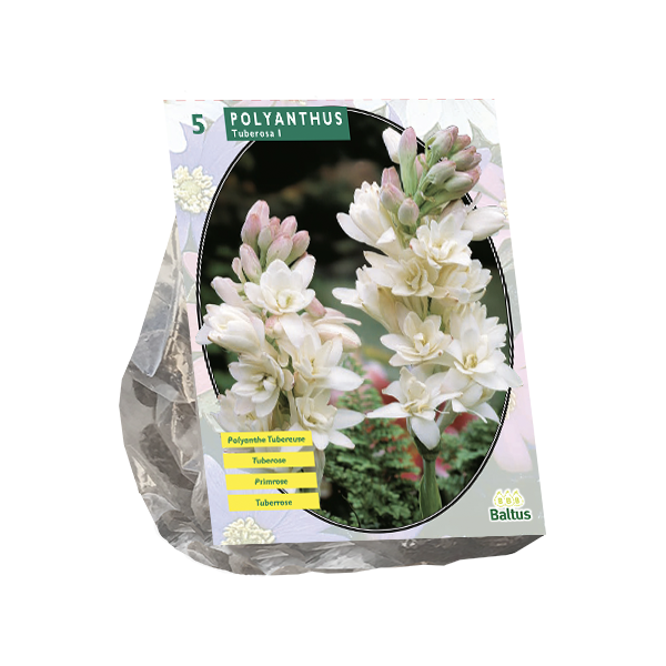 Polyanthus Tuberosa per 5