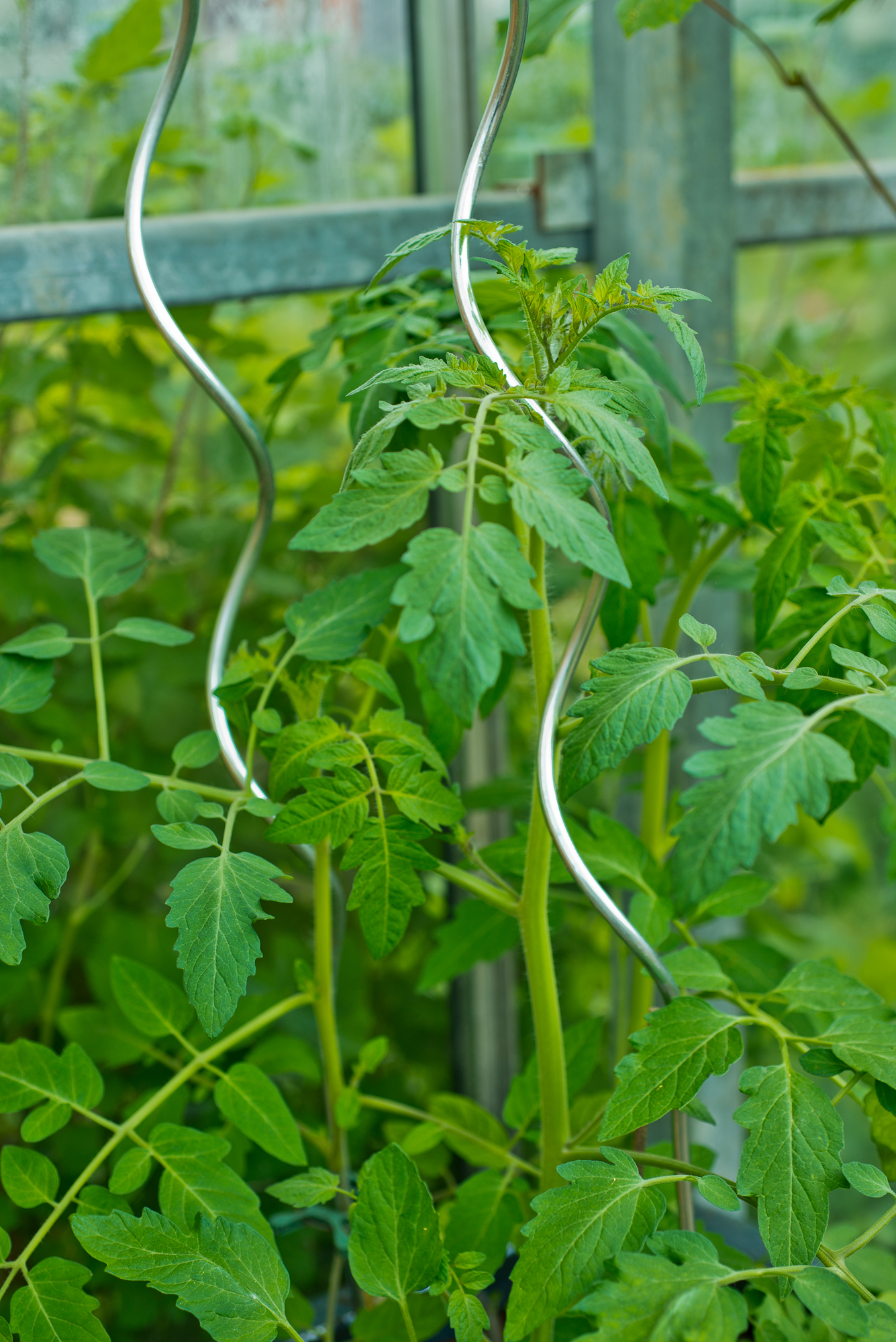 Tomatenspiraal Spiraalvormig verzinkt H1.80m Ø6.8mm