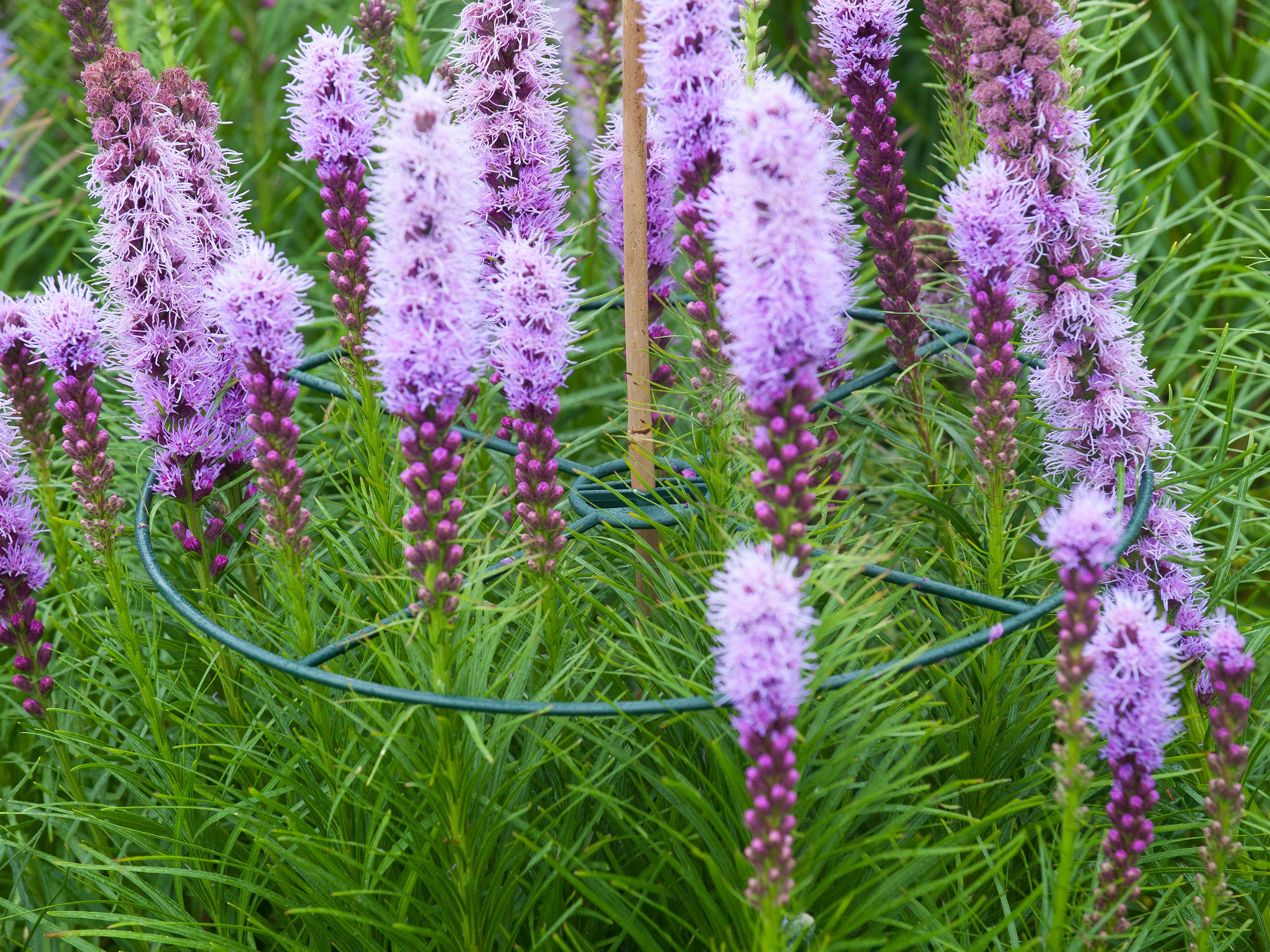 Plantensteunen rond groen Ø30cm 3st
