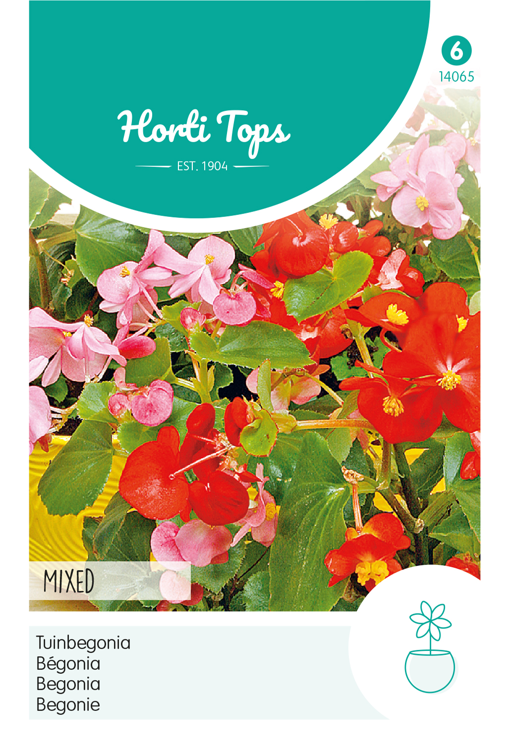 HT Begonia, Tuinbegonia gemengd