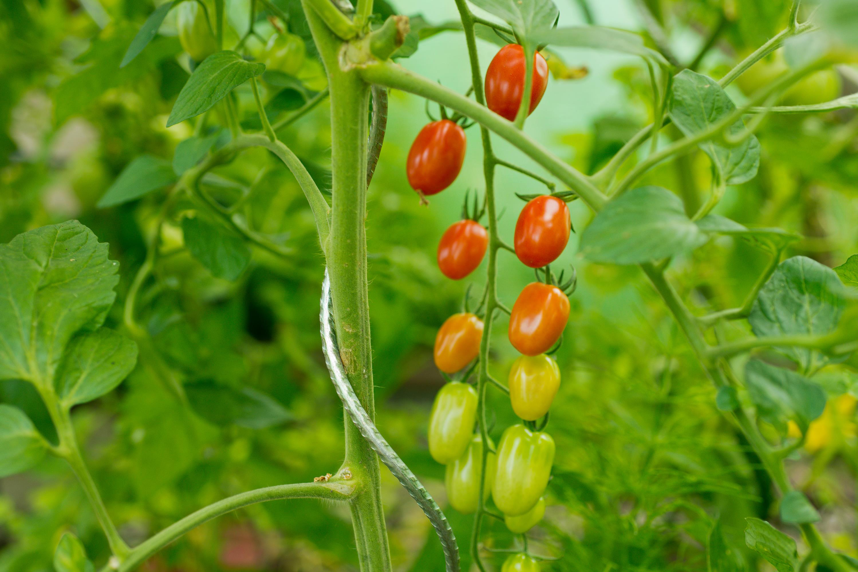 Tomatenspiraal Spiraalvormig verzinkt H1.80m Ø6.8mm