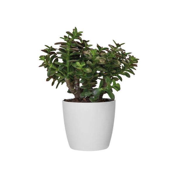 pot brussels d14cm wit