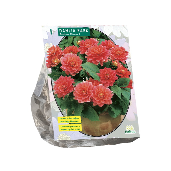 Dahlia Park Berliner Kleene per 1
