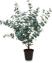 Eucalyptus cinerea bes