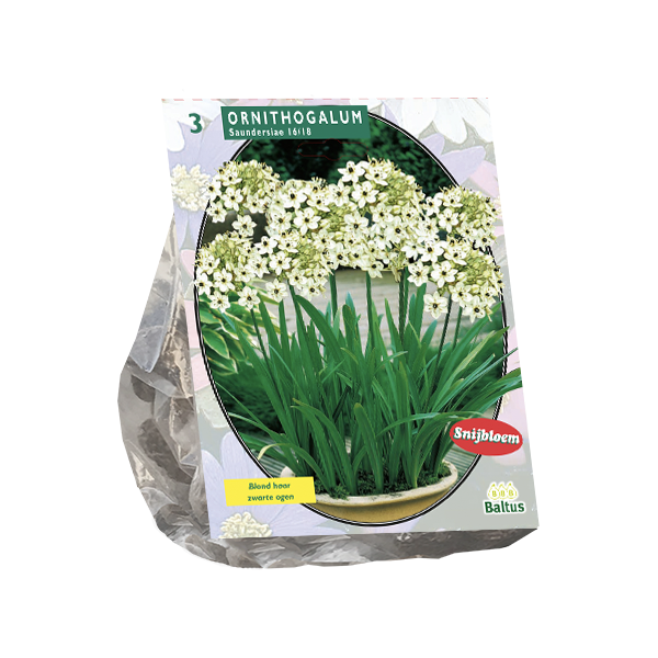 Ornithogalum Saundersiae per 3