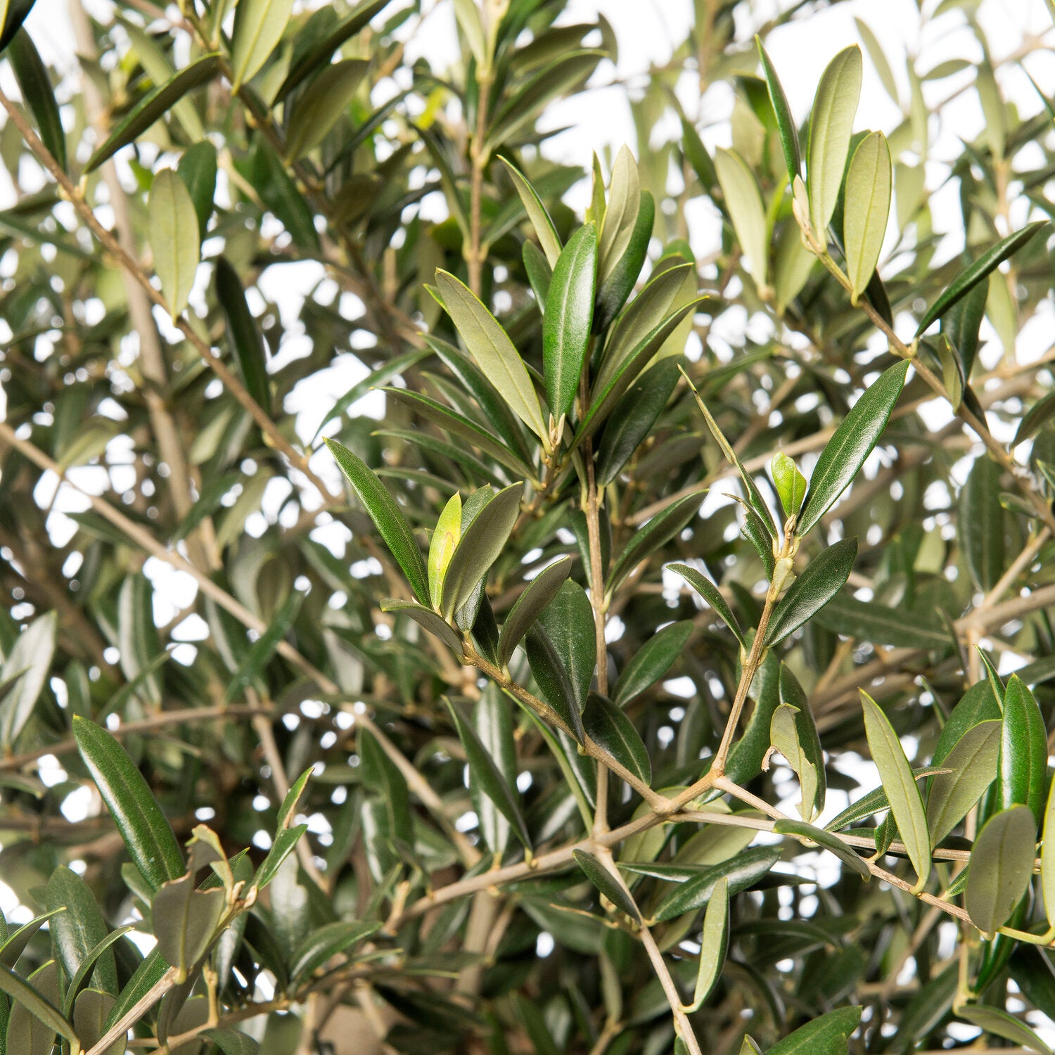 Olea europea