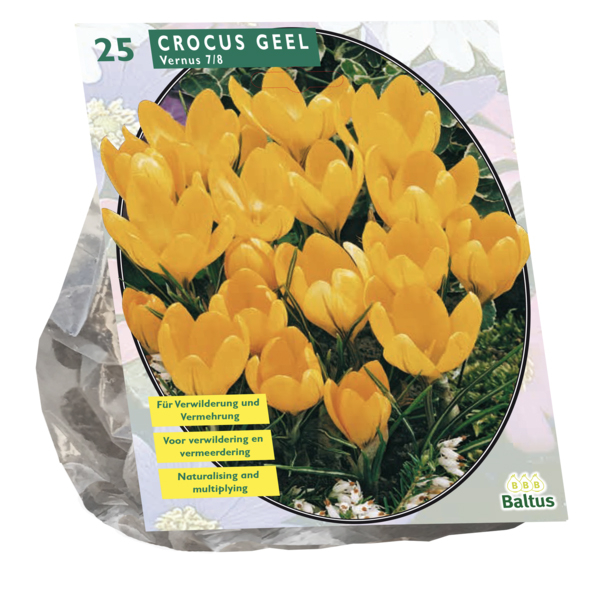 Crocus Grootbloemig, Geel per 25