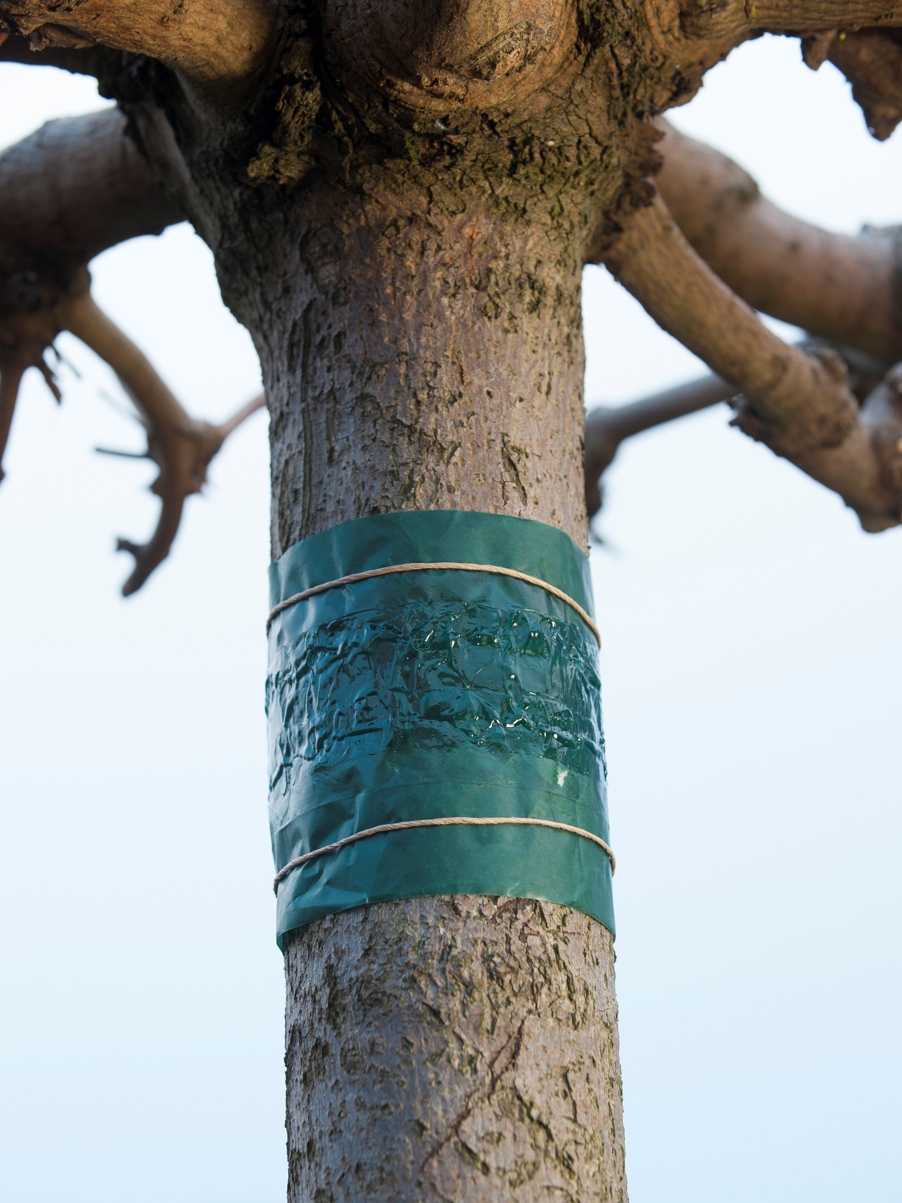Insectenkleefband 150cm