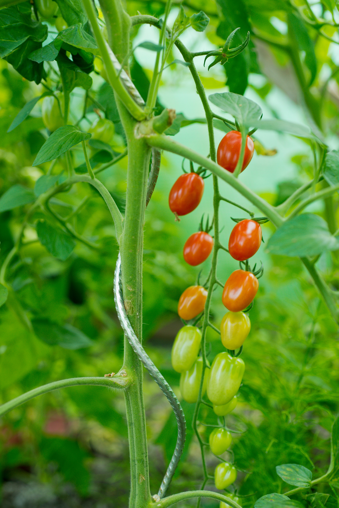 Tomatenspiraal Spiraalvormig verzinkt H1.80m Ø6.8mm