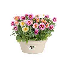 Green basics schaal 27cm Katoen wit