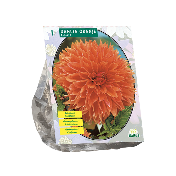 Dahlia Orange per 1