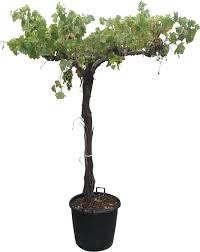 Vitis vinifera