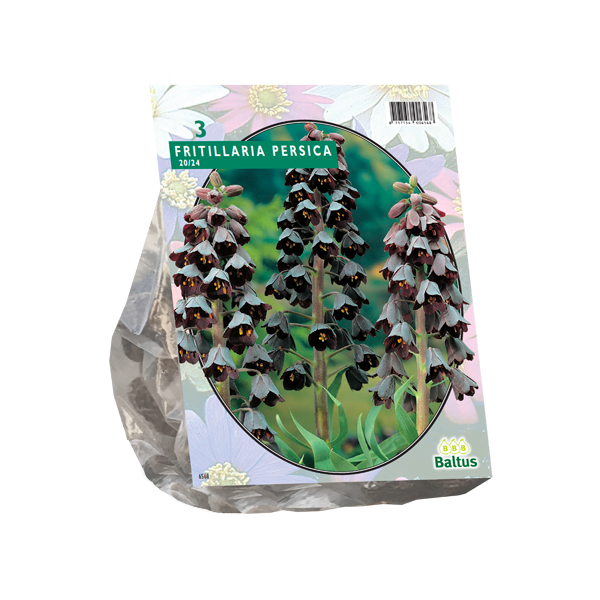 Fritillaria Persica per 3