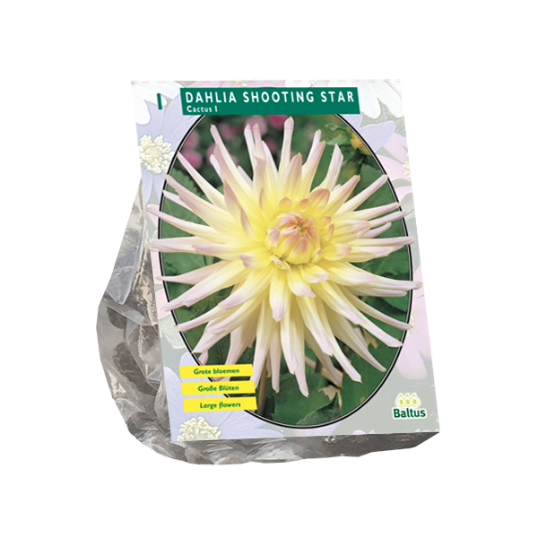 Dahlia Cactus Shooting Star per 1