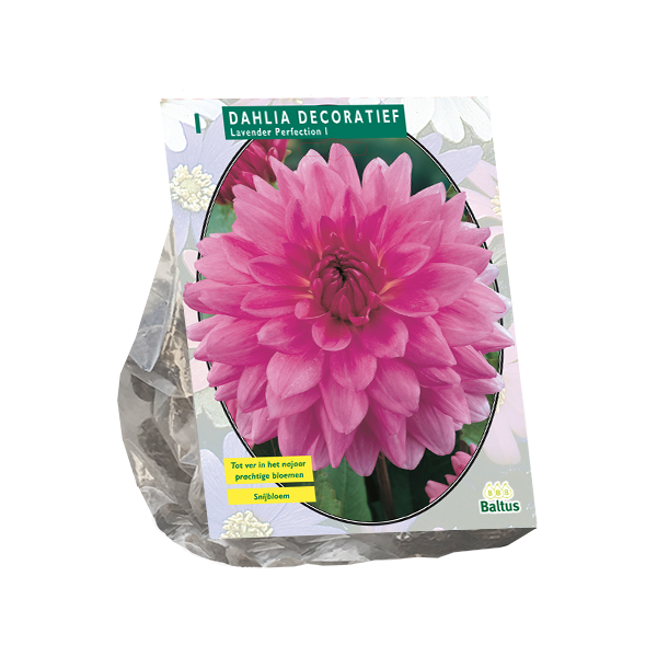 Dahlia Decoratief Lavender Perfection per 1