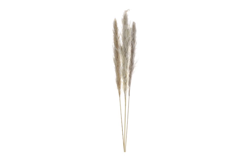 Pampas cv pc3 nat.mat 115cm