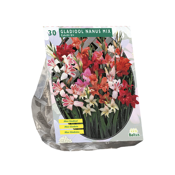 Gladiolus Nanus per 30