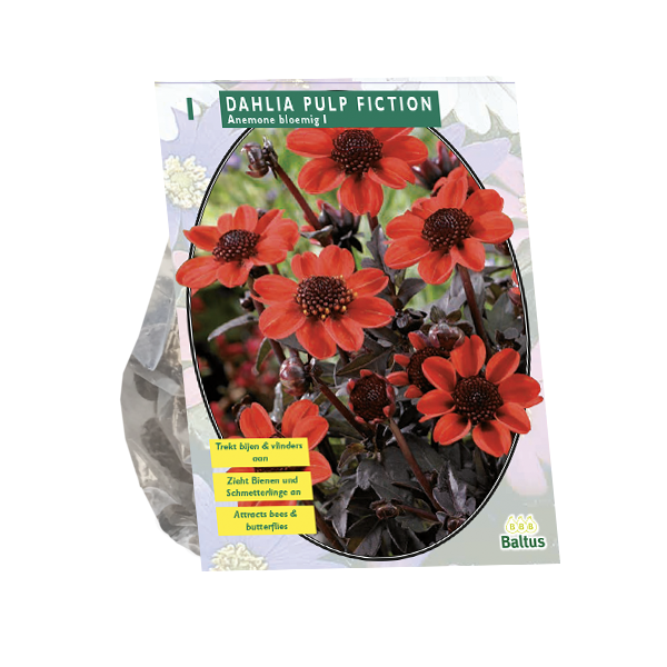Dahlia Pulp Fiction per 1